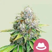 OG Kush – product view 1