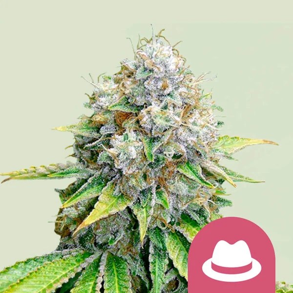 OG Kush – product view 1