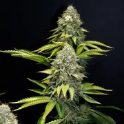 OG Kush – product view 3
