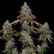 OG Kush – product view 4