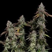 OG Kush – product view 5