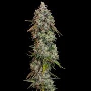 OG Kush – product view 6