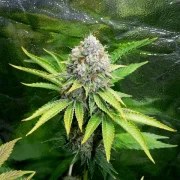 OG Kush – product view 7
