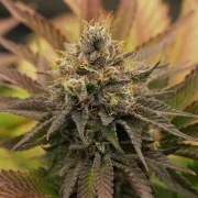 OG Kush – product view 8