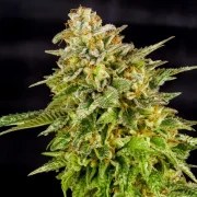 OG Kush – product view 9