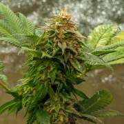 OG Kush – product view 10