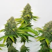 OG Kush – product view 11