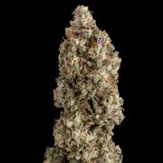 OG Kush – product view 12