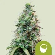 Amnesia Haze Auto – product view 1
