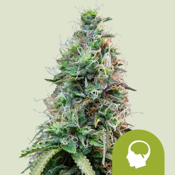Amnesia Haze Auto – product view 1