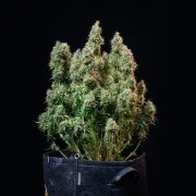 Amnesia Haze Auto – product view 3
