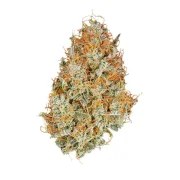 Amnesia Haze Auto – product view 4