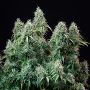 Amnesia Haze Auto – product view 5