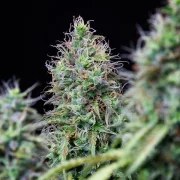 Amnesia Haze Auto – product view 6