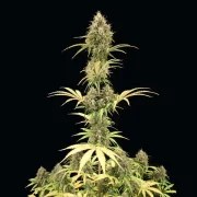 Amnesia Haze Auto – product view 7
