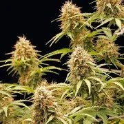 Amnesia Haze Auto – product view 8