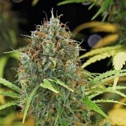 Amnesia Haze Auto – product view 9