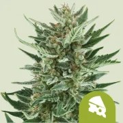 Royal Cheese Auto – product view 1