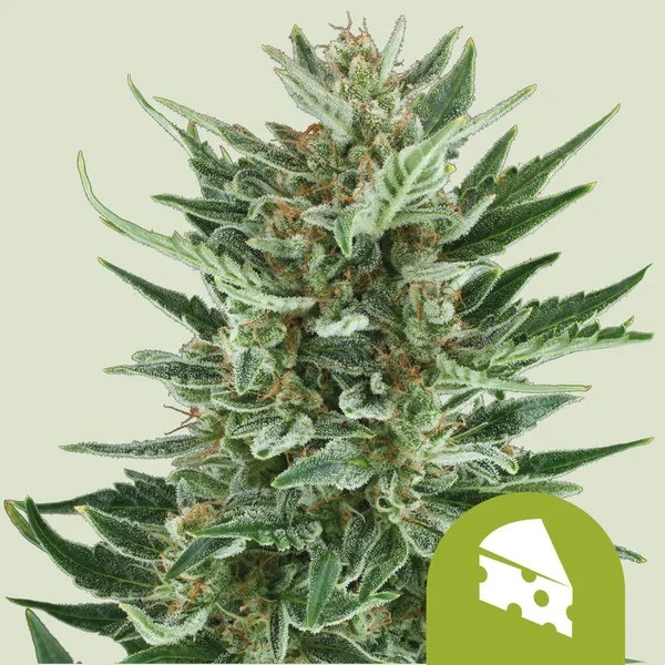 Royal Cheese Auto – product view 1