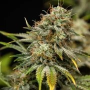 Royal Cheese Auto – product view 2
