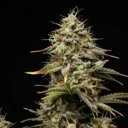 Royal Cheese Auto – product view 3