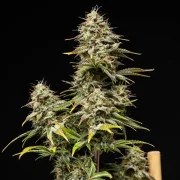 Royal Cheese Auto – product view 4