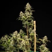 Royal Cheese Auto – product view 5