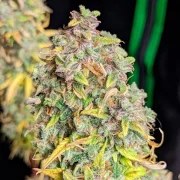 Royal Cheese Auto – product view 6
