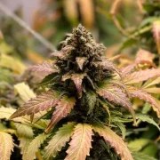 Royal Cheese Auto – product view 7