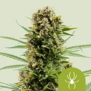 White Widow Auto – product view 1