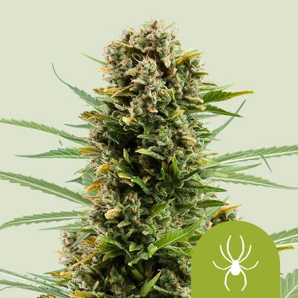 White Widow Auto – product view 1