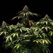 White Widow Auto – product view 3