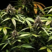 White Widow Auto – product view 5