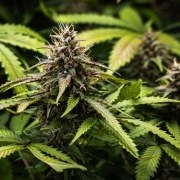 White Widow Auto – product view 6
