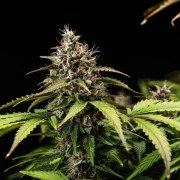 White Widow Auto – product view 7