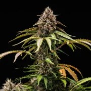 White Widow Auto – product view 8