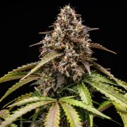 White Widow Auto – product view 9