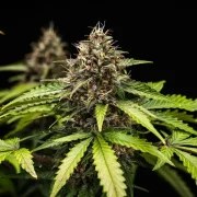 White Widow Auto – product view 10