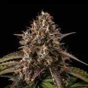 White Widow Auto – product view 11