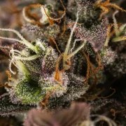 White Widow Auto – product view 12