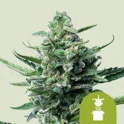 Royal Jack Auto – product view 1
