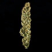 Royal Jack Auto – product view 4