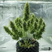 Royal Jack Auto – product view 5