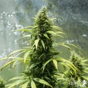 Royal Jack Auto – product view 6