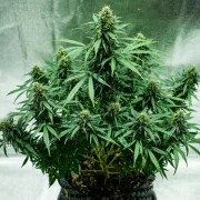 Royal Jack Auto – product view 7