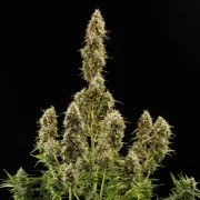 Royal Jack Auto – product view 8