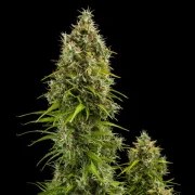 Royal Jack Auto – product view 9