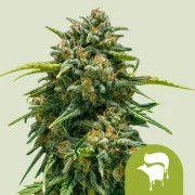 Sweet Skunk Auto – product view 1