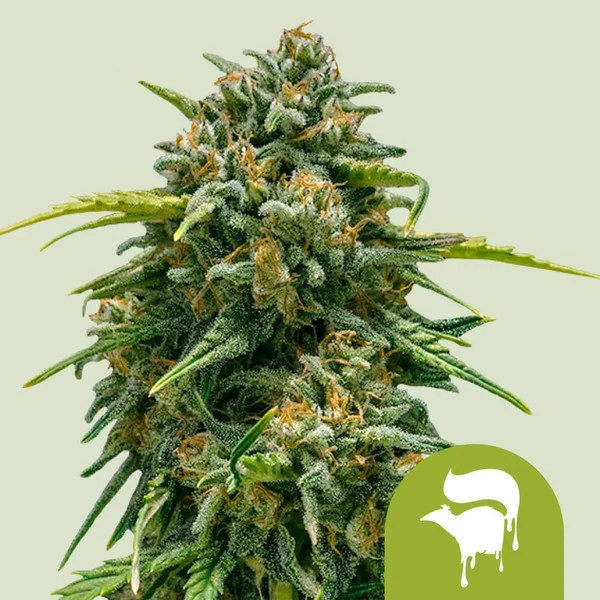 Sweet Skunk Auto – product view 1