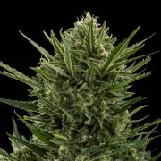 Sweet Skunk Auto – product view 3